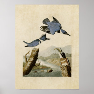 Tafel 77 Gürtel-Eisvogel Birds of America Poster