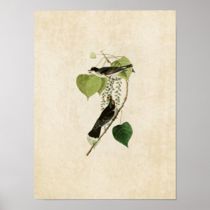 Tafel 79 Tyrannenschnäpper Birds of America Poster