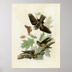 Tafel 82   Whip-Poor-Will   Birds of America Poster