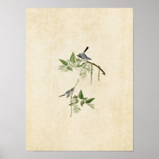 Tafel 84 | Blaugrauer Fliegenschnäpper | Birds of  Poster