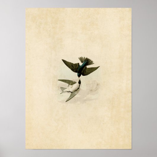 Tafel 98 | Weiße Schwalbe Poster (Vorne)
