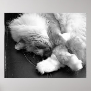 Tage, Poster