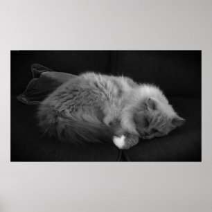 Tage, Poster