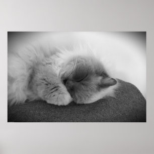 Tage, Poster