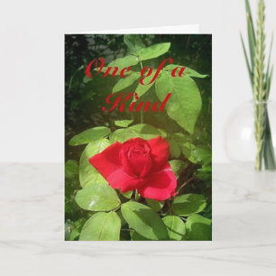 Tageskarte der Rose Karte