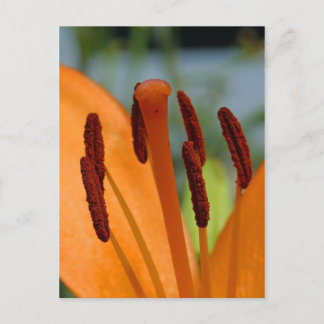 Tageskarte Postkarte