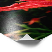Tageslilie Fotodruck (Ecke)
