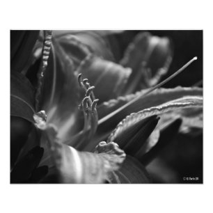 Tageslilie in den Schatten Fotodruck