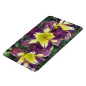 Tageslilien Magnet (Linke Seite)