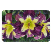 Tageslilien Magnet (Horizontal)