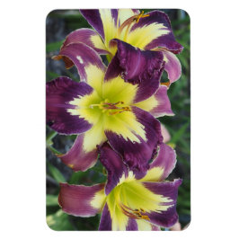 Tageslilien Magnet