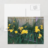 Tageslilien Postkarte (Vorne/Hinten)
