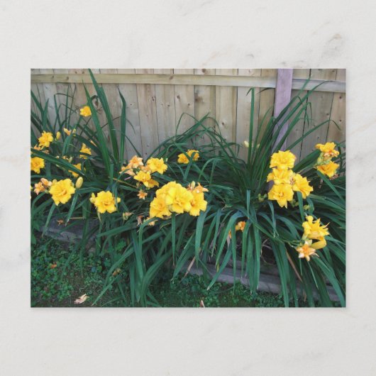 Tageslilien Postkarte (Vorderseite)