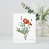 Tagetes Postkarte (Stehend Vorderseite)