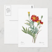 Tagetes Postkarte (Vorne/Hinten)