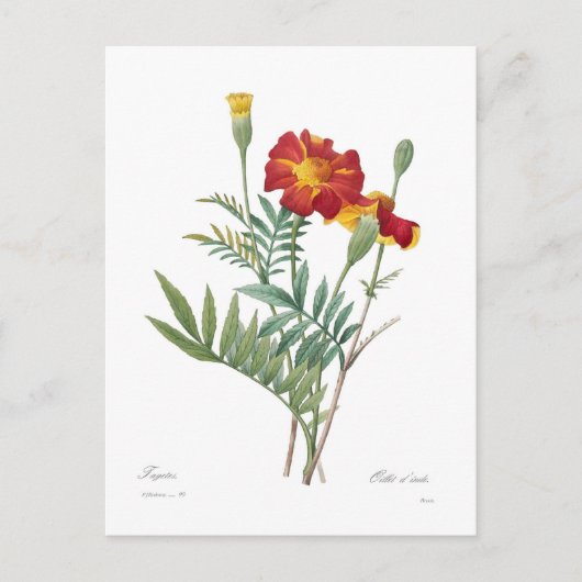 Tagetes Postkarte (Vorderseite)
