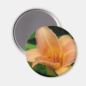 TAGLILIE 2 MAGNET (Vorderseite/Rückseite)