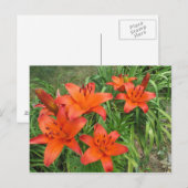 Taglilie Asiatische Orange Postkarte (Vorne/Hinten)