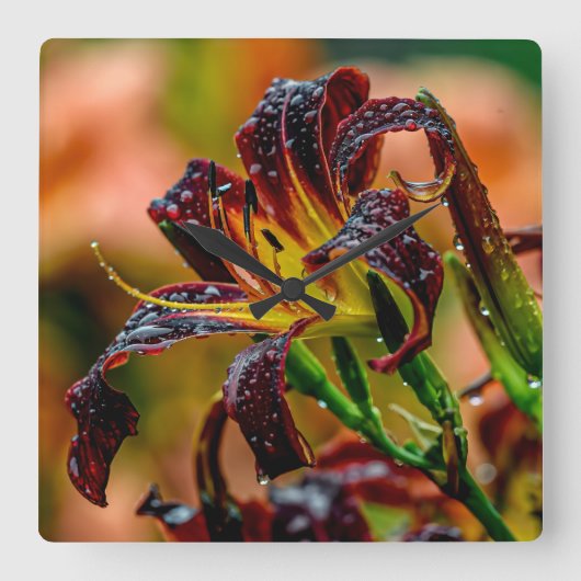 Taglilie "Black Plush" Quadratische Wanduhr (Vorderseite)