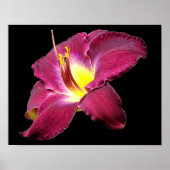 Taglilie Blume Nah Poster (Vorne)