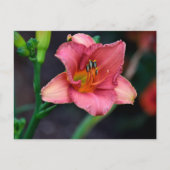 Taglilie Blume Postkarte (Vorderseite)