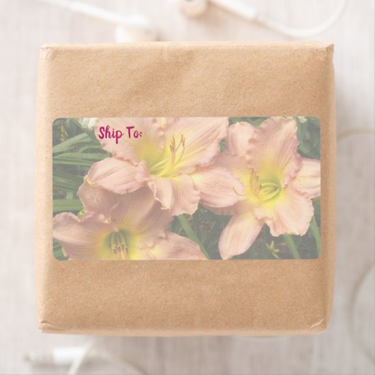 Taglilie Blume Trio / Rosa und Gelb (Insitu)