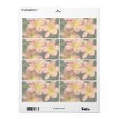 Taglilie Blume Trio / Rosa und Gelb (Vorne)