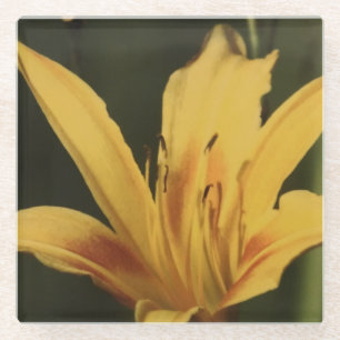 Taglilie Blume Untersetzer