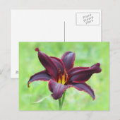 Taglilie der Amerikanischen Revolution Postkarte (Vorne/Hinten)