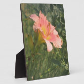 Taglilie der Sonne Fotoplatte (Seite)