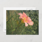 Taglilie der Sonne Postkarte (Vorne/Hinten)
