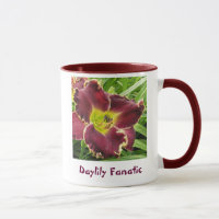 Taglilie-Fanatiker mit lila Blume
