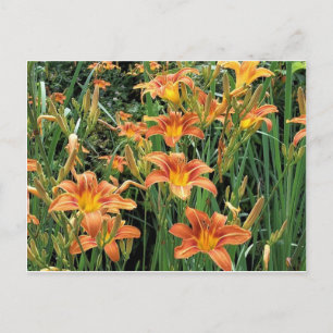 Taglilie Garden / Orange Lily Blume Fotografie Postkarte