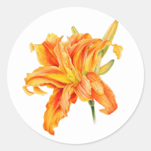 Taglilie Hemerocallis Blumenorange-Aufkleber Runder Aufkleber