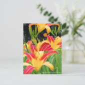 Taglilie: Hemerocallis"Bonanza" [Postkarte] Postkarte (Stehend Vorderseite)