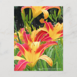 Taglilie: Hemerocallis"Bonanza" [Postkarte] Postkarte