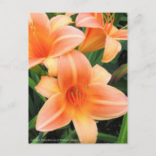 Taglilie: Hemerocallis"Persische Prinzessin" [Post Postkarte