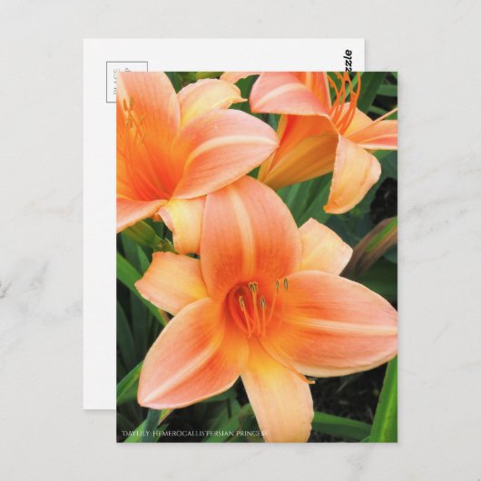 Taglilie: Hemerocallis"Persische Prinzessin" [Post Postkarte (Vorne/Hinten)