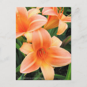 Taglilie: Hemerocallis"Persische Prinzessin" [Post Postkarte