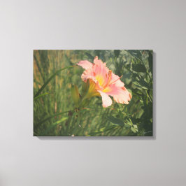 Taglilie in sonnenverwüsteten Leinwänden Leinwanddruck