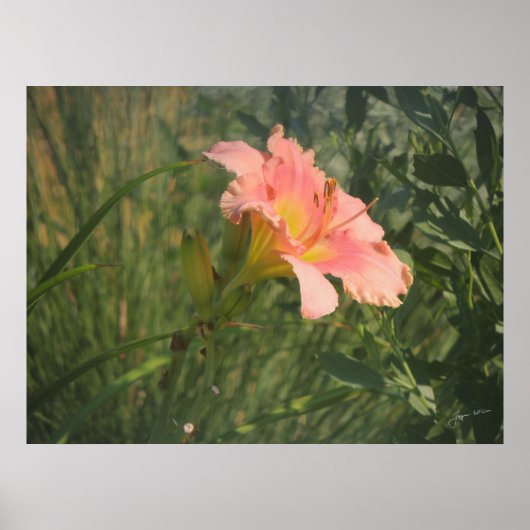 Taglilie in Sun Print Poster (Vorne)