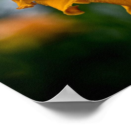 Taglilie "Jersey Spider" Poster (Ecke)