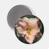 Taglilie Magnet (Vorderseite/Rückseite)