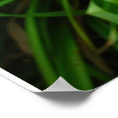 Taglilie: Orange Poster (Ecke)