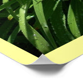 Taglilie Splendor Poster (Ecke)