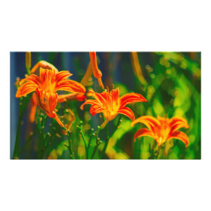 Taglilie Trio Fotodruck