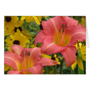 Taglilie und Rudbeckia kombiniert