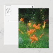 Taglilien des Sommers Postkarte (Vorne/Hinten)