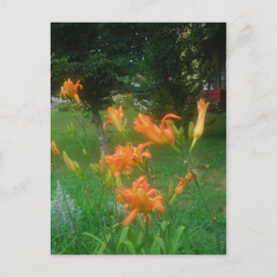 Taglilien des Sommers Postkarte