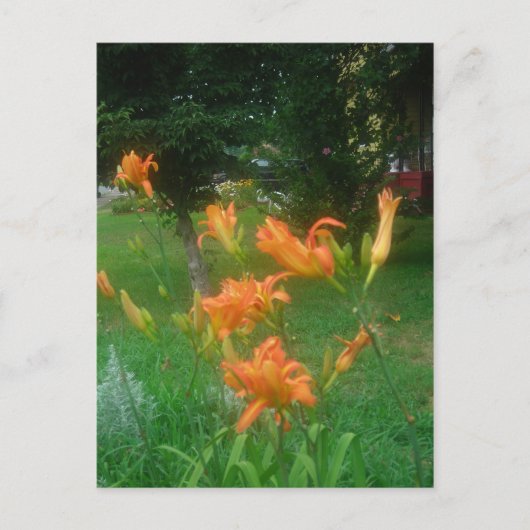 Taglilien des Sommers Postkarte (Vorderseite)